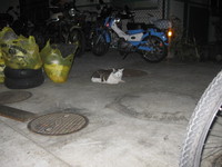 0911cat1.jpg