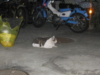0911cat2.jpg